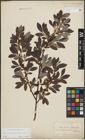 Foto von Salix lapponum L. x Salix phylicifolia L.